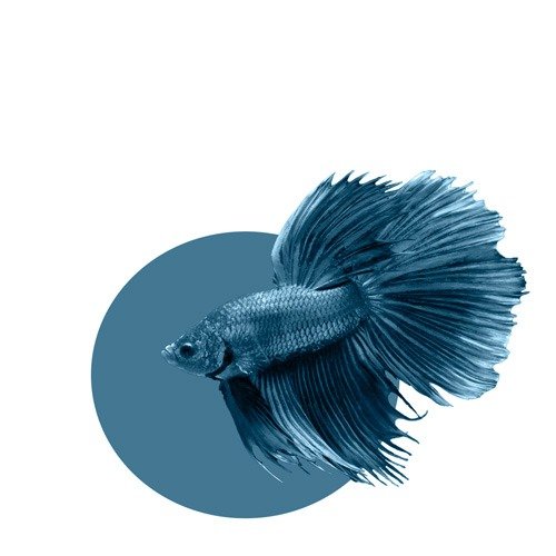 betta_splenders